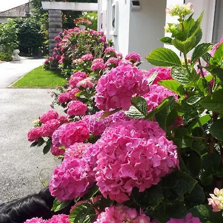D'hotes Les Hortensias 3* Gelos